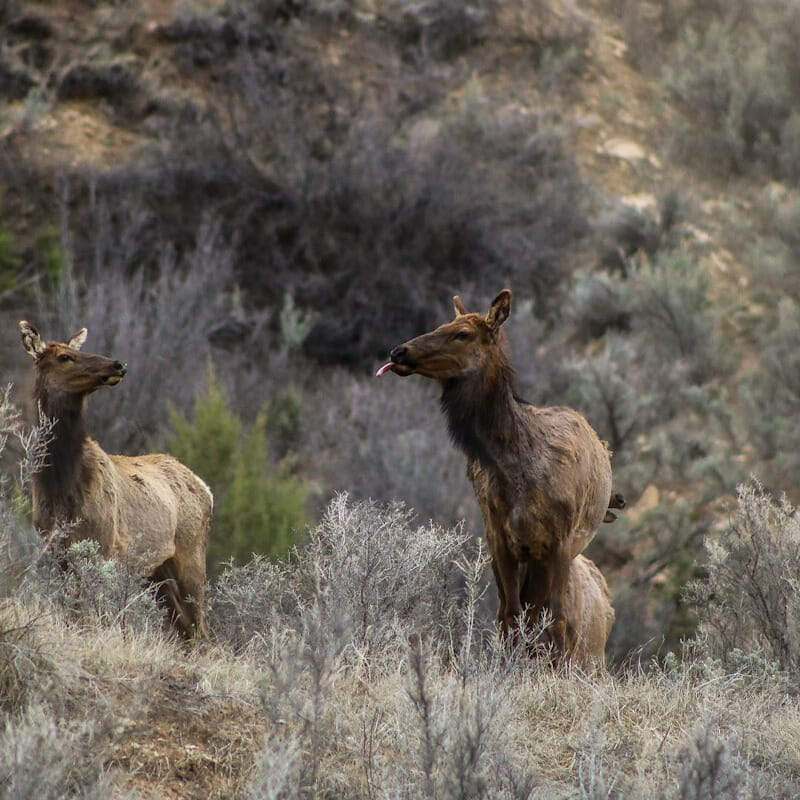 Wildlife Viewing Tours Western Colorado