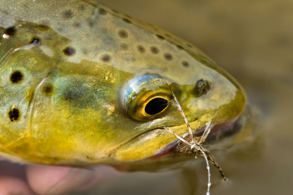 Brown Trout Eating Hand Tied Fly