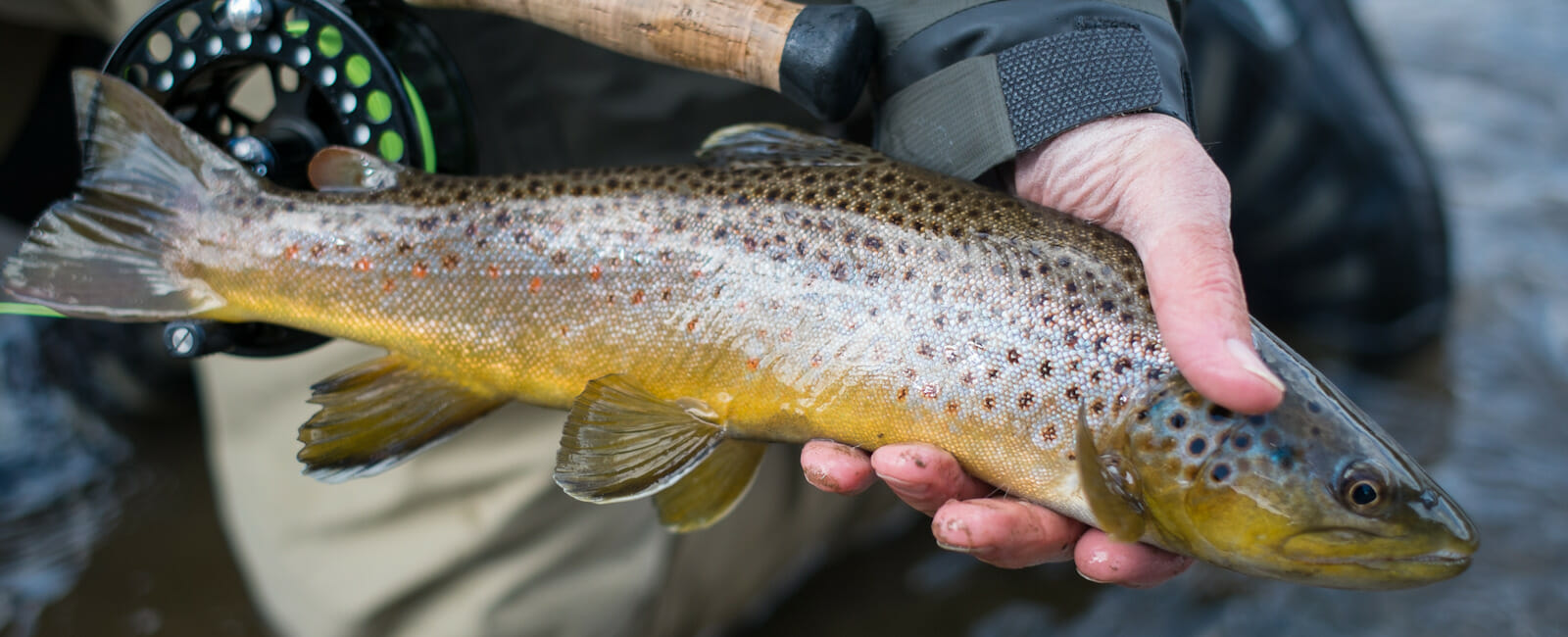 Brown Trout Fishing In Colorado