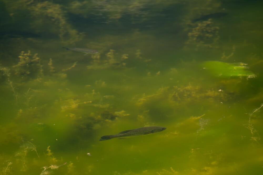 Trout Swimming In Water