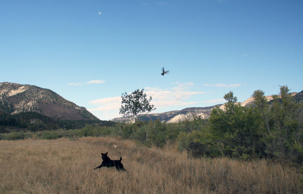 Pheasant Hunting Colorado