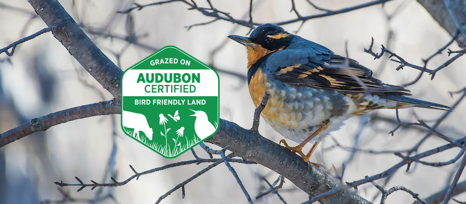 Conservation Ranching Audubon Certified Conservation Ranching