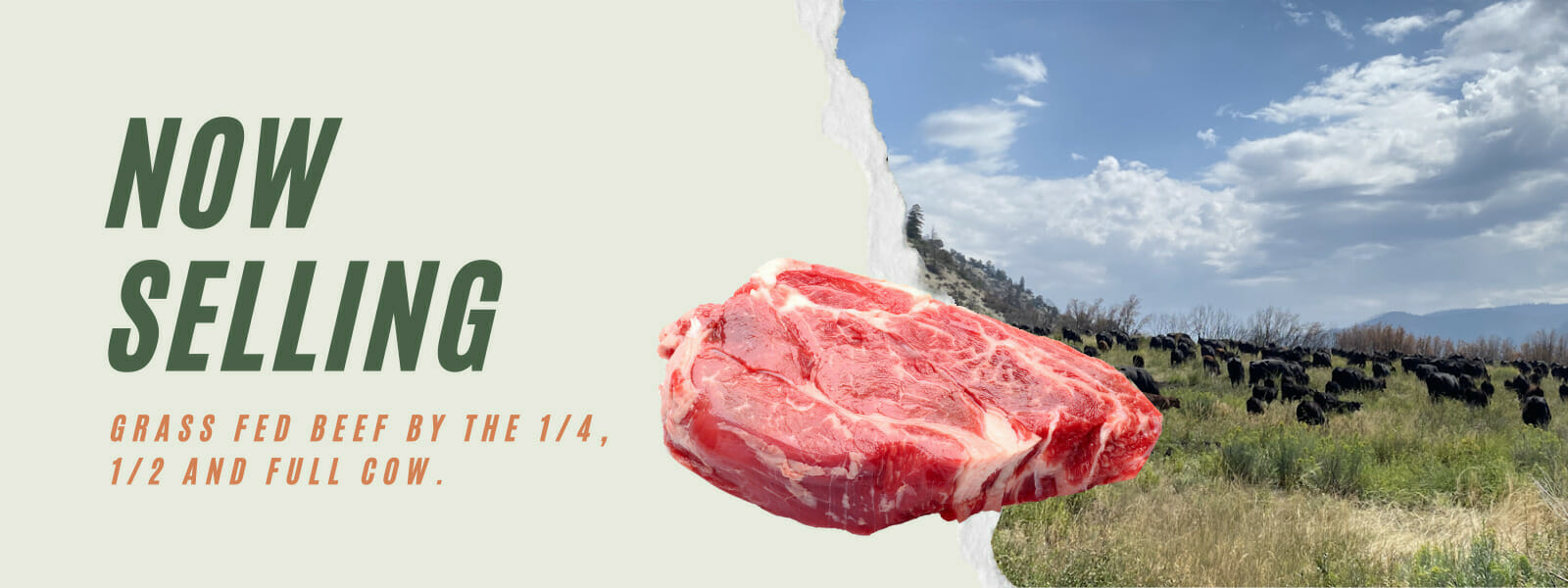 Grass Fed Beef in Colorado