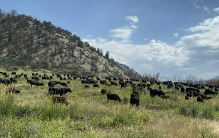 What is adaptive grazing?