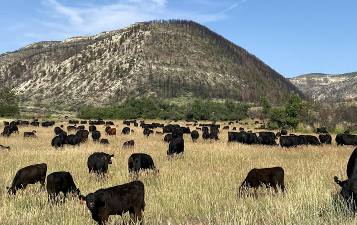 Meeting the Beef Demand with Grassfed Cattle