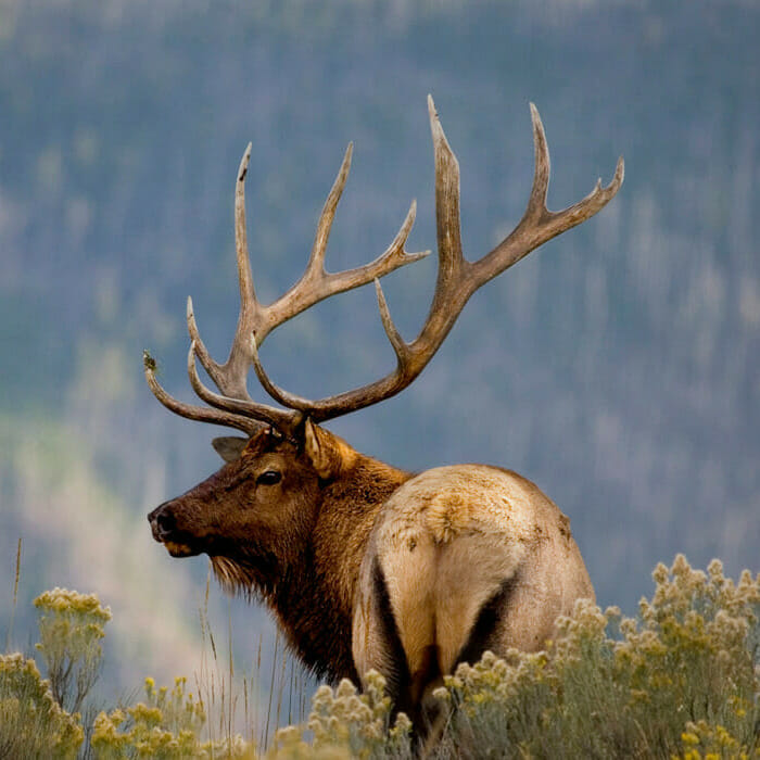 Elk Hunting Guides Colorado
