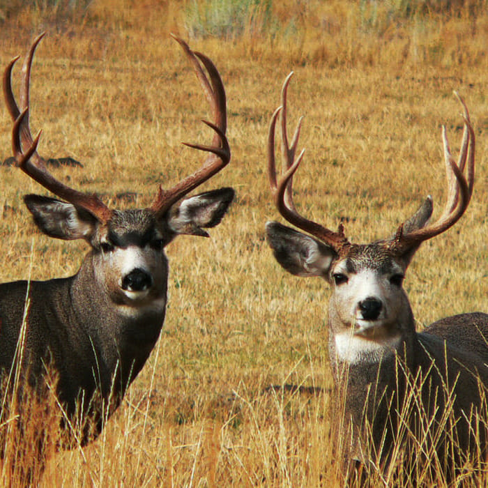 Mule Deer Hunting Guides Colorado