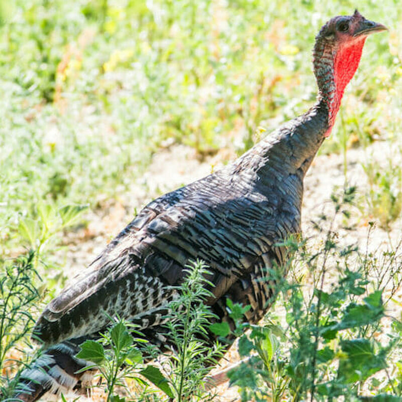 Turkey Hunting Guides Colorado