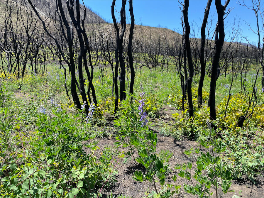 Growth after the Pine Gulch Fire
