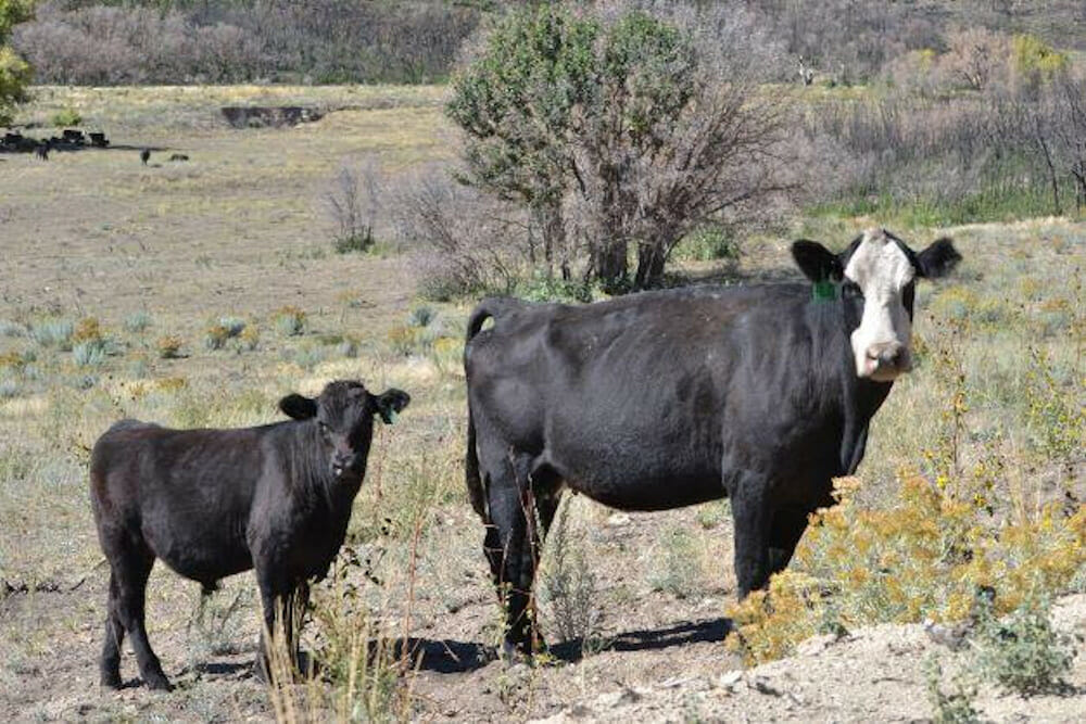 Cattle at The High Lonesome Ranch