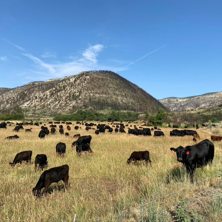 Grass Fed Beef at The High Lonesome Ranch in Colorado